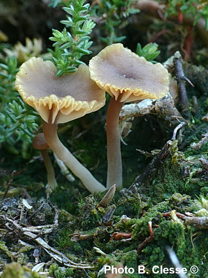 Lichenomphalia umbellifera