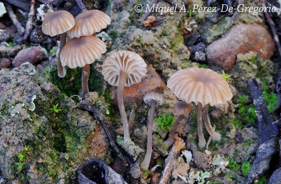 Lichenomphalia velutina