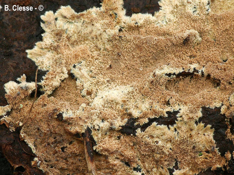 Lindtneria leucobryophila