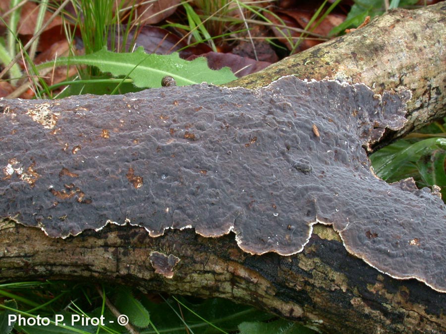 Lopharia spadicea