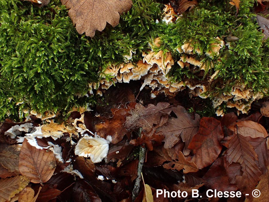 Loweomyces wynnei