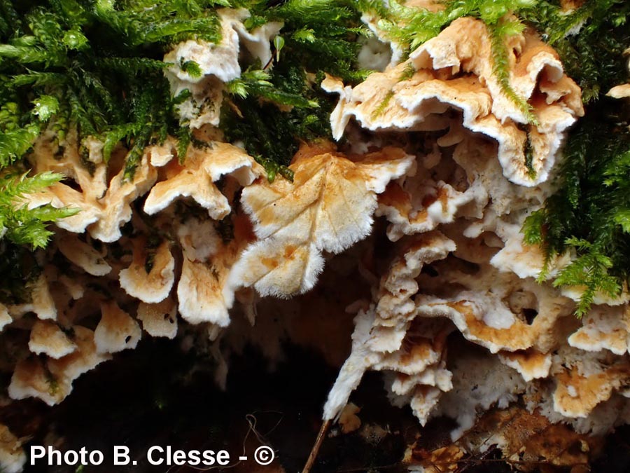 Loweomyces wynnei