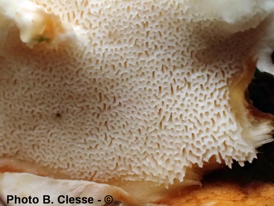 Loweomyces wynnei