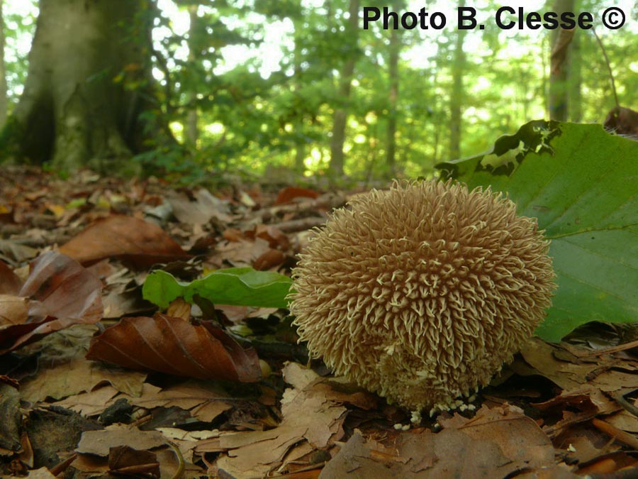 Lycoperdon echinatum