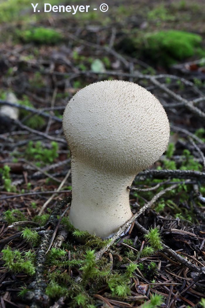 Lycoperdon excipuliforme