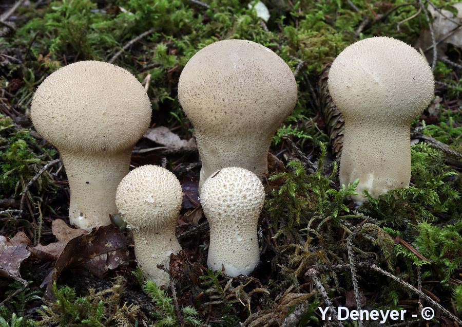 Lycoperdon excipuliforme