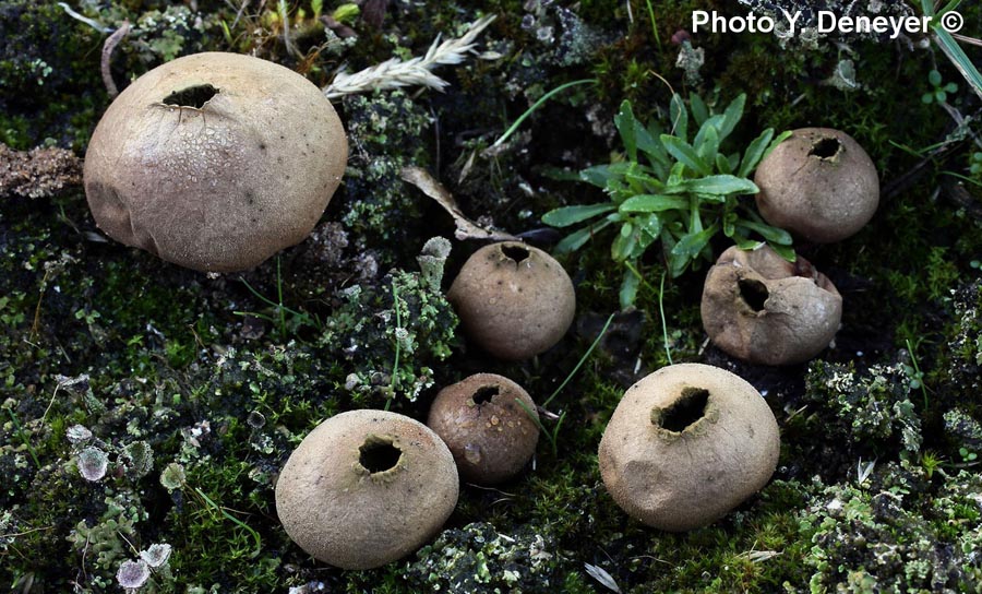 Lycoperdon lividum