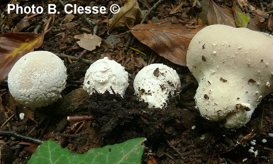 Lycoperdon mammiforme