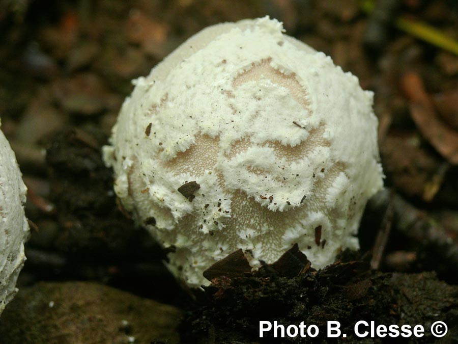 Lycoperdon mammiforme