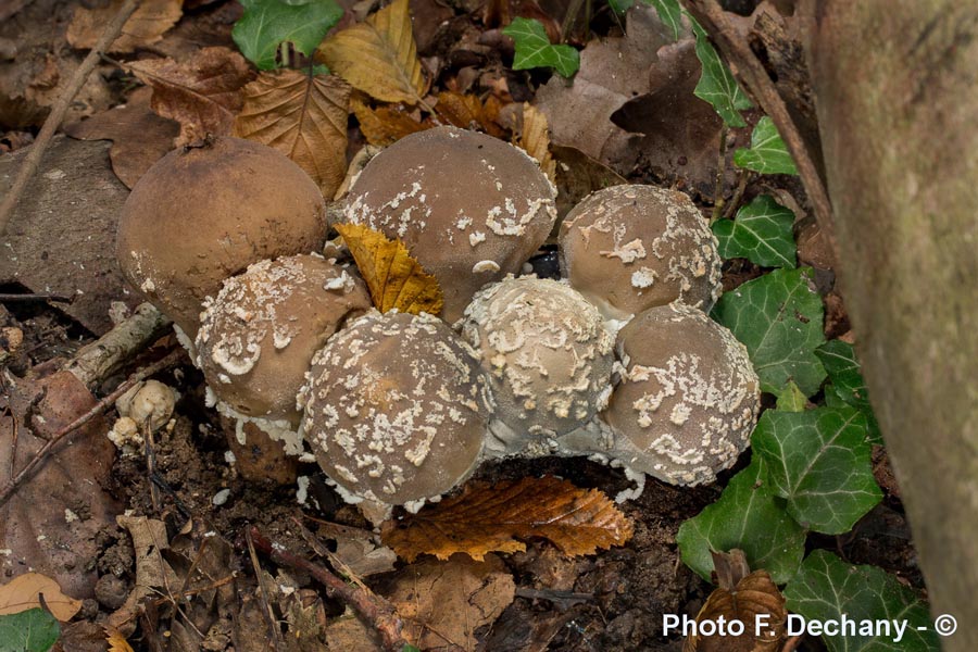 Lycoperdon mammiforme