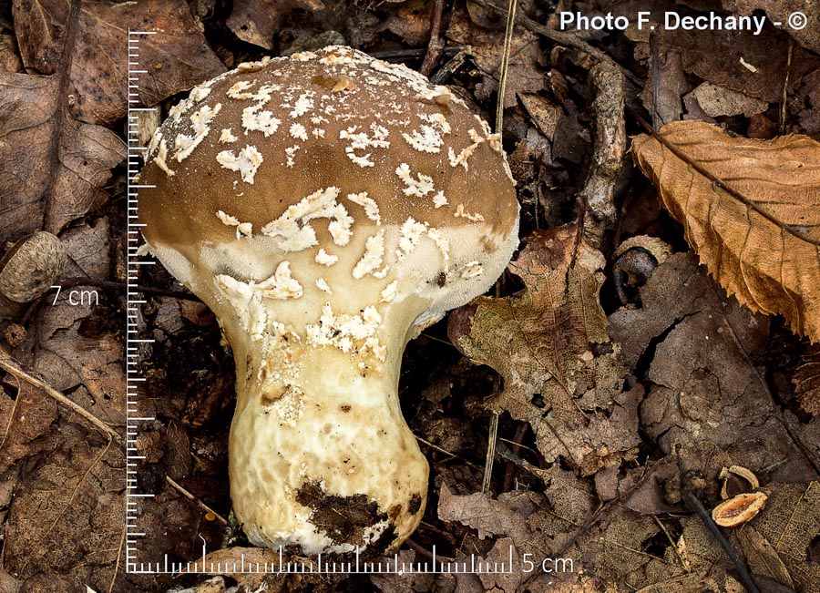 Lycoperdon mammiforme