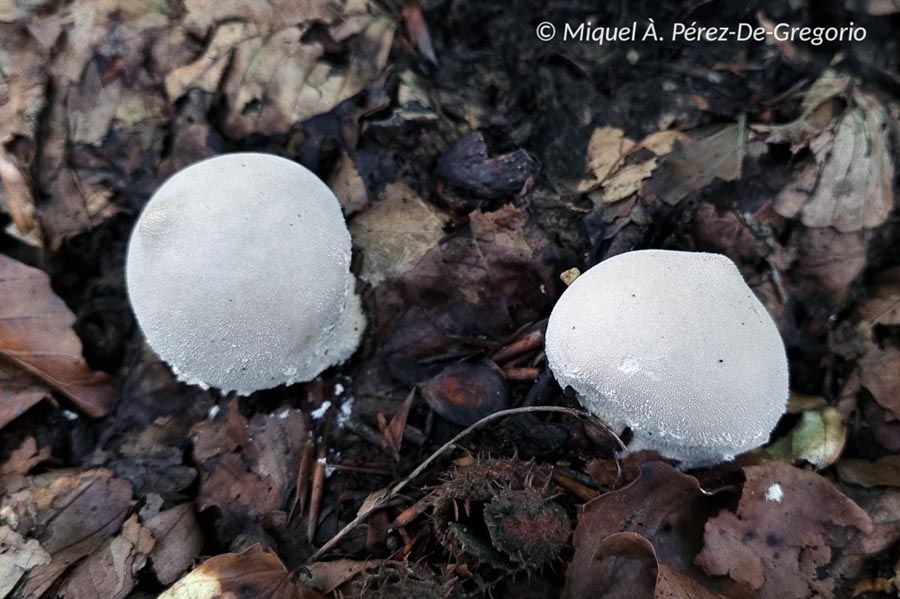 Lycoperdon mammiforme