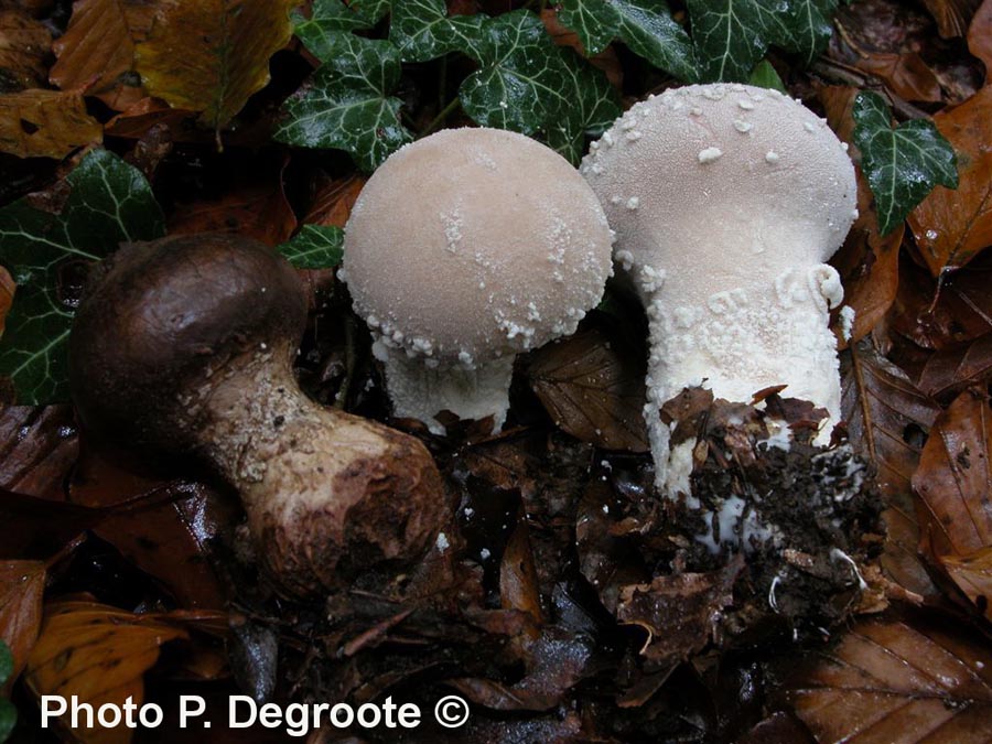 Lycoperdon mammiforme