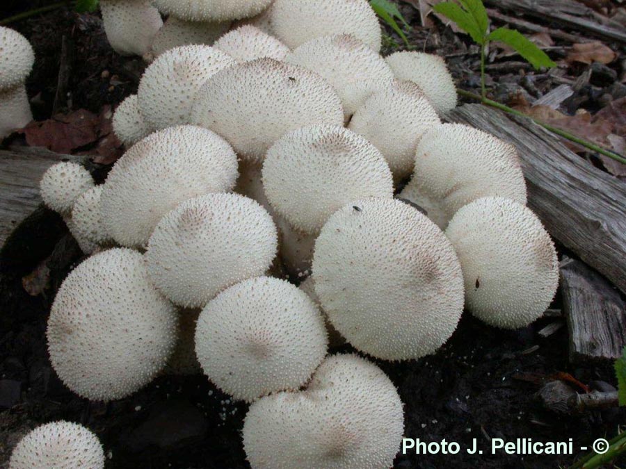 Lycoperdon perlatum