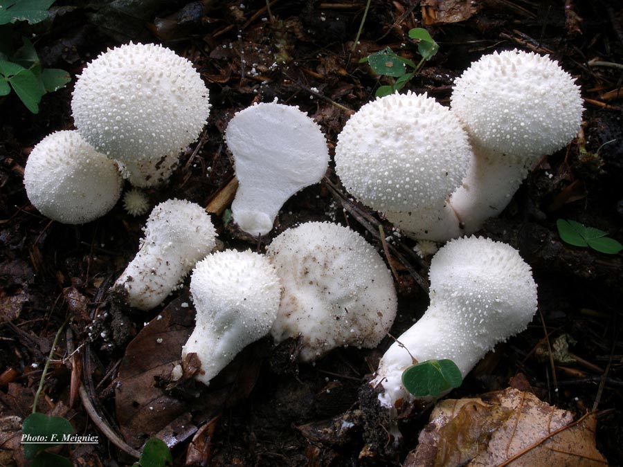 Lycoperdon perlatum