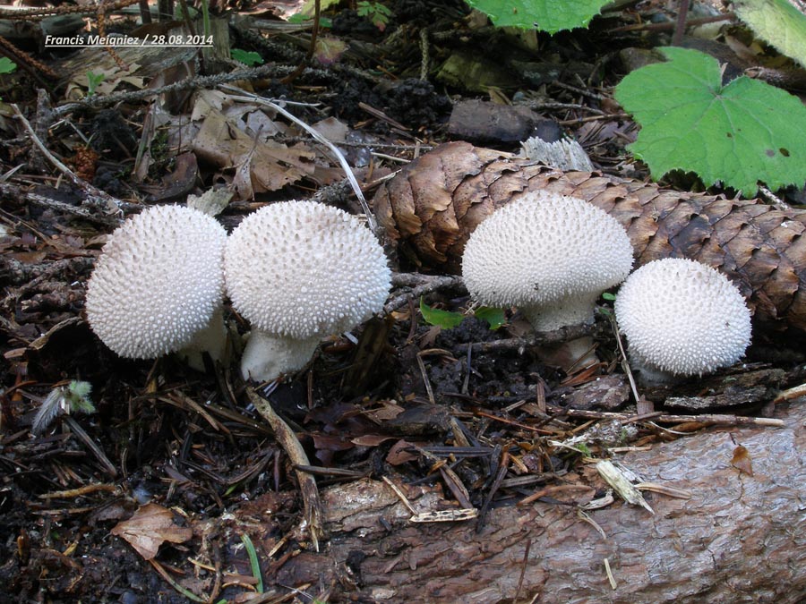 Lycoperdon perlatum