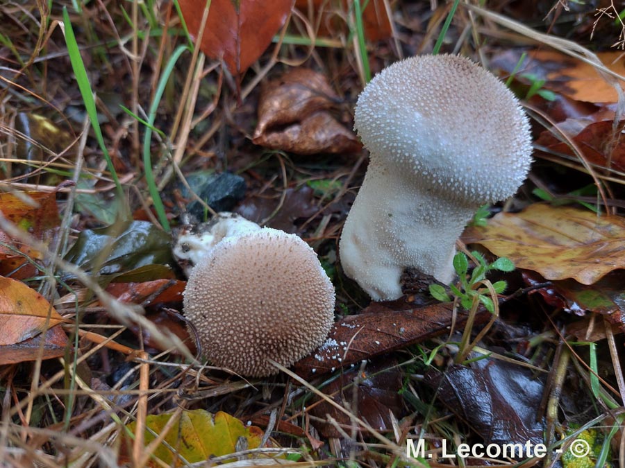 Lycoperdon perlatum