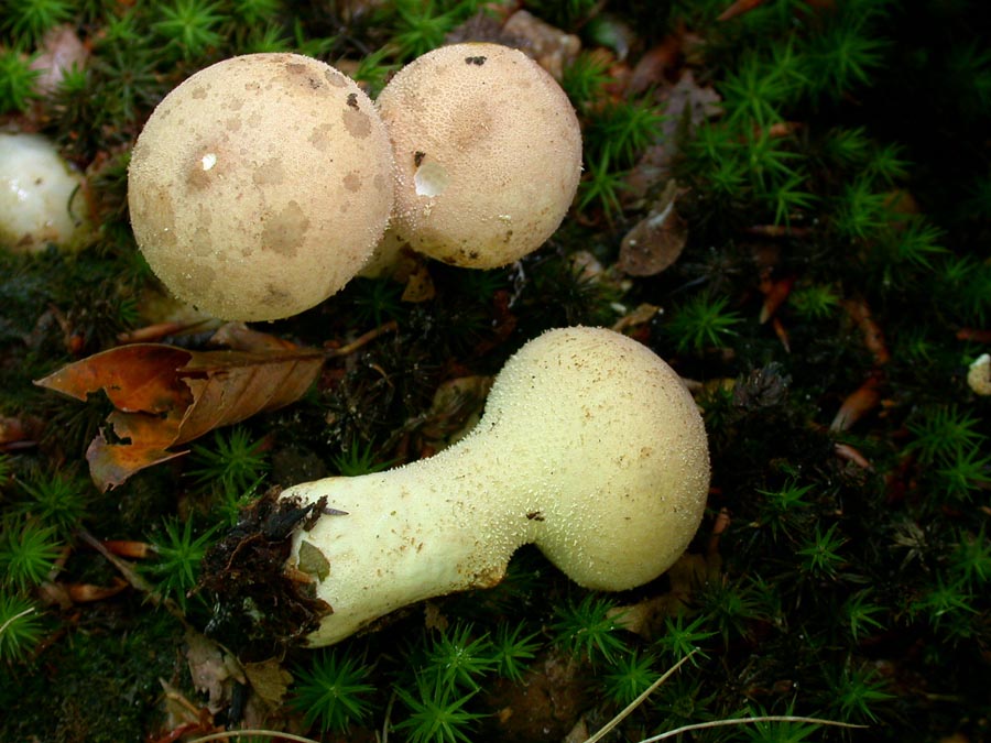 Lycoperdon pyriforme