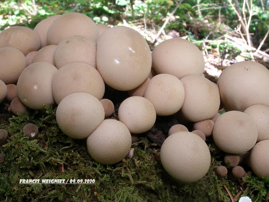 Lycoperdon piriforme