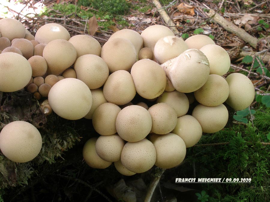 Lycoperdon piriforme