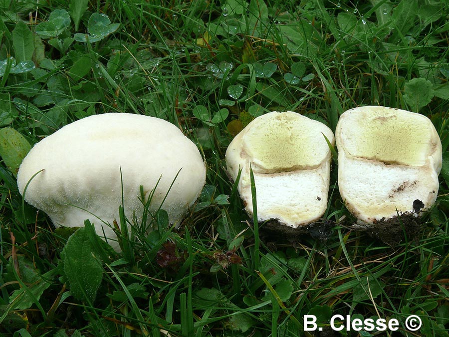 Lycoperdon pratense