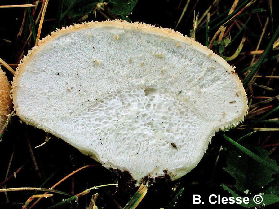 Lycoperdon pratense