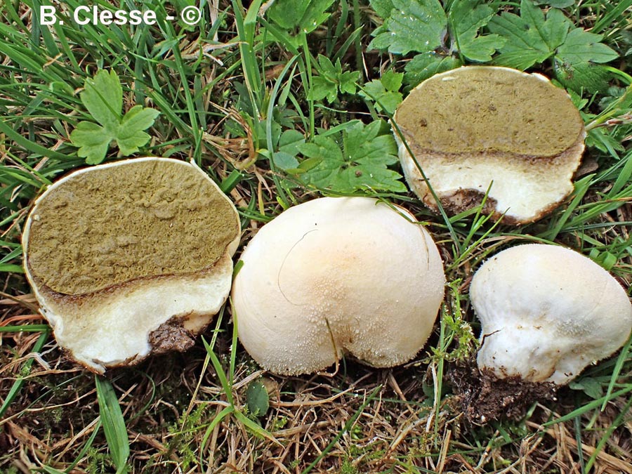 Lycoperdon pratense