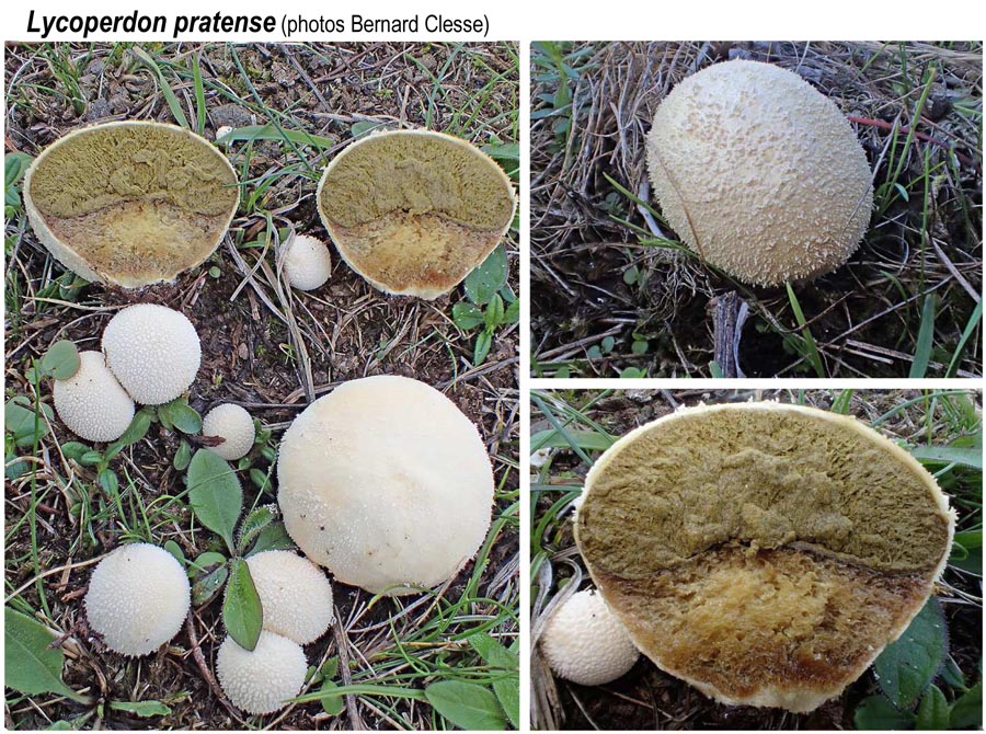 Lycoperdon pratense