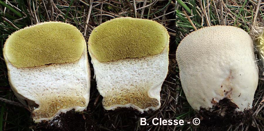 Lycoperdon pratense (Vascellum pratense)