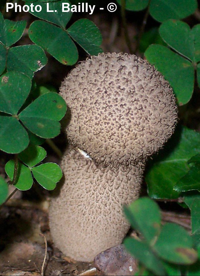 Lycoperdon umbrinum