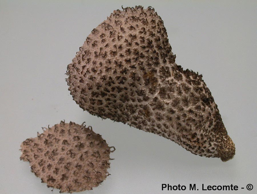 Lycoperdon umbrinum