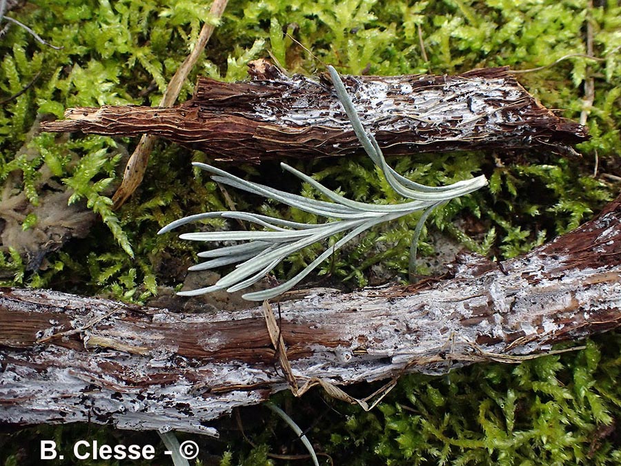 Lyomyces sambuci