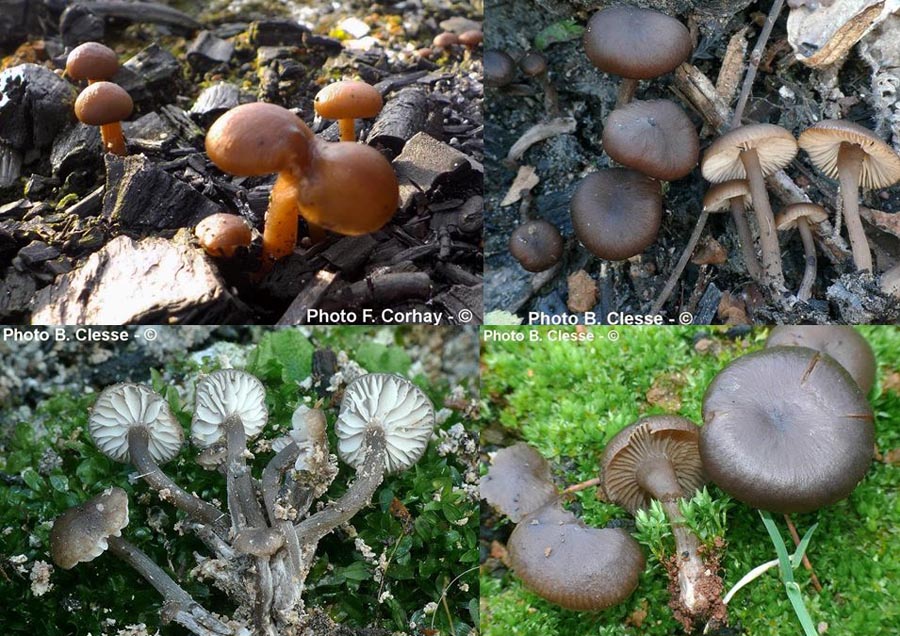 Lyophyllum ambustum (Tephrocybe ambusta)