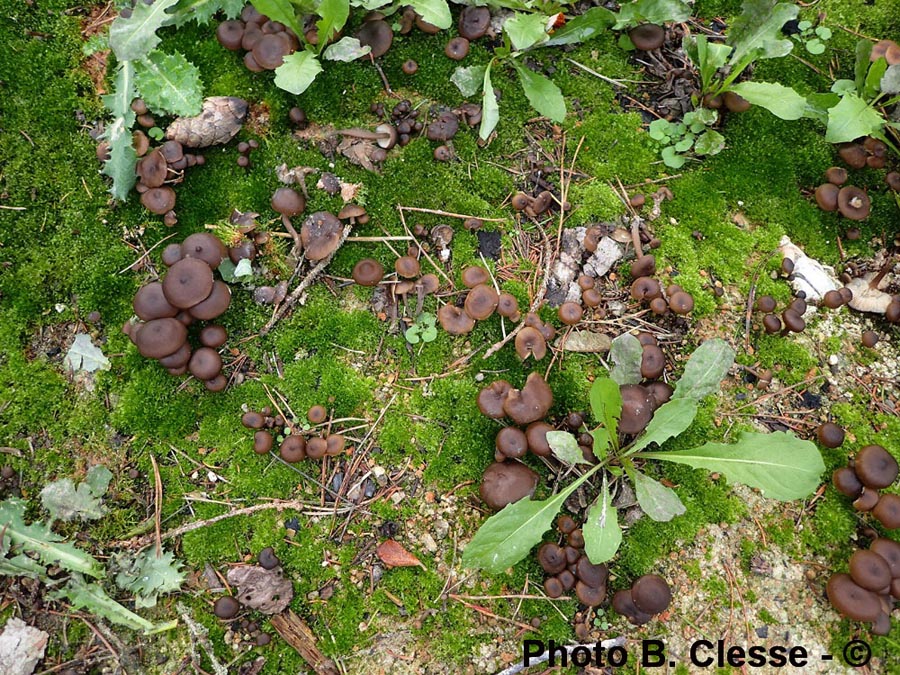 Lyophyllum ambustum (Tephrocybe ambusta)