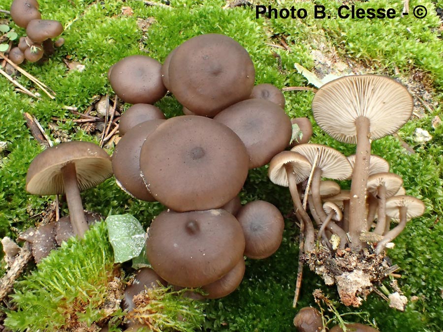 Lyophyllum ambustum (Tephrocybe ambusta)