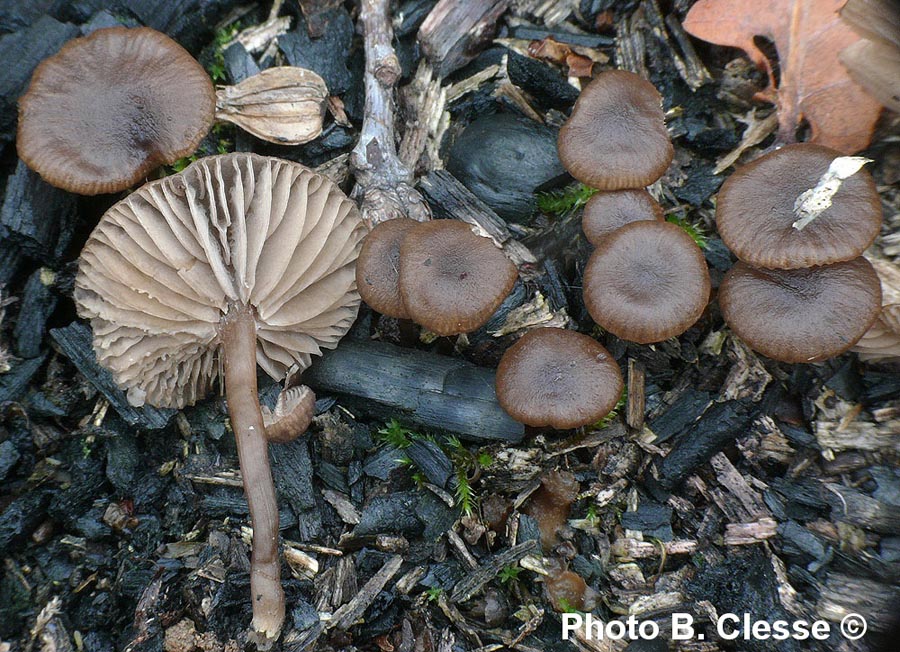 Lyophyllum anthracophilum