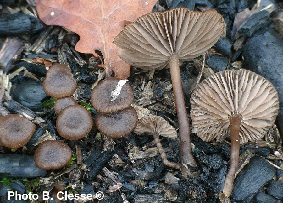 Lyophyllum anthracophilum