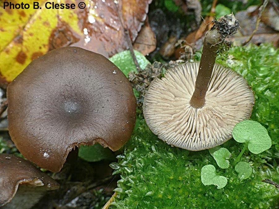 Lyophyllum anthracophilum