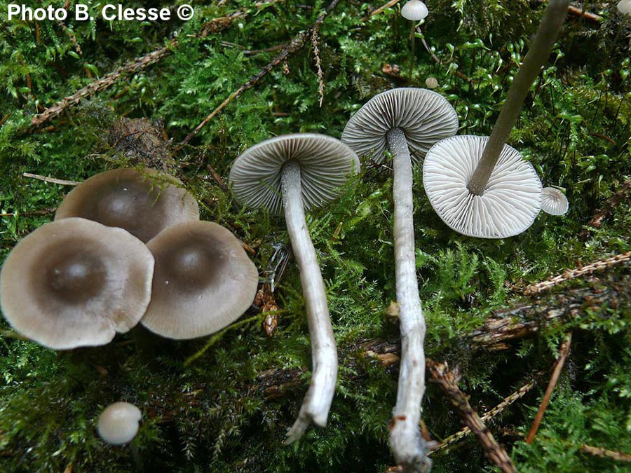 Lyophyllum boudieri (Myochromella boudieri)