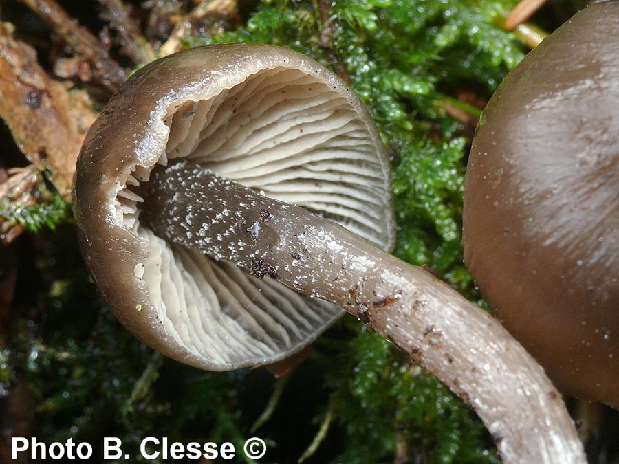 Lyophyllum boudieri (Myochromella boudieri)