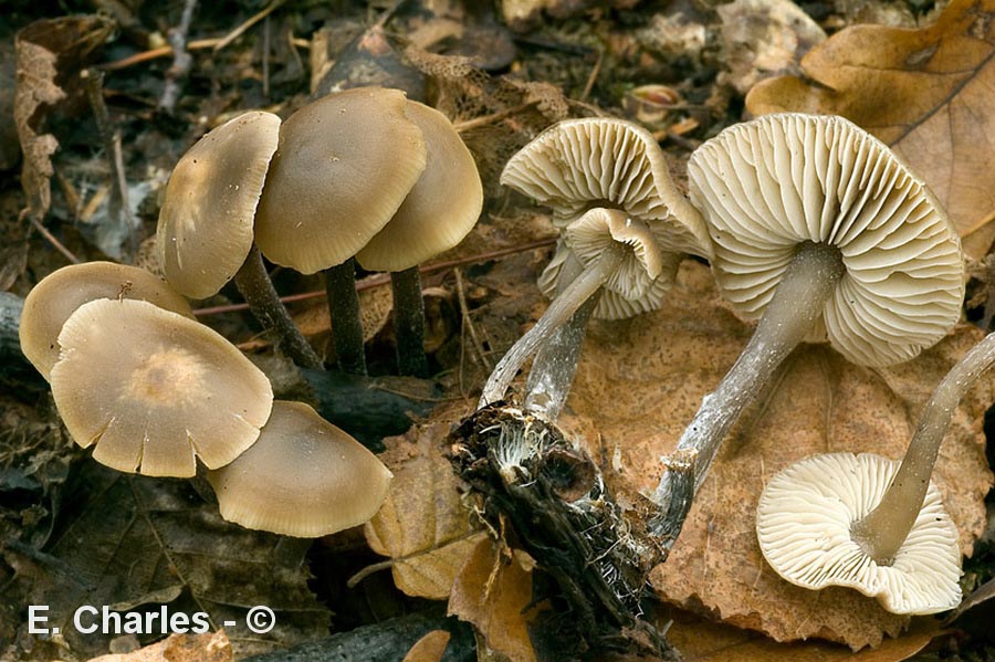 Lyophyllum boudieri (Myochromella boudieri)