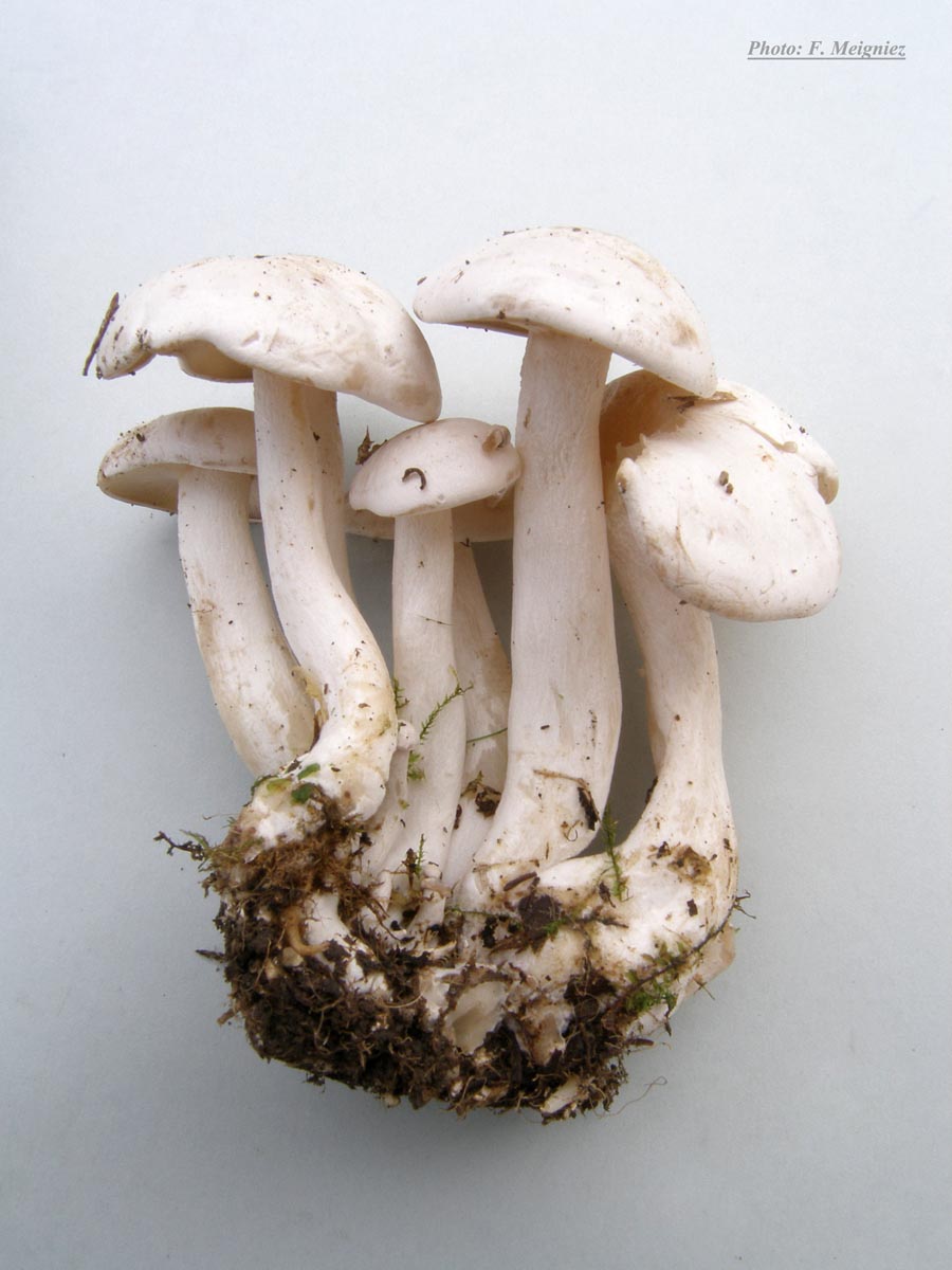 Lyophyllum connatum (Leucocybe connata)