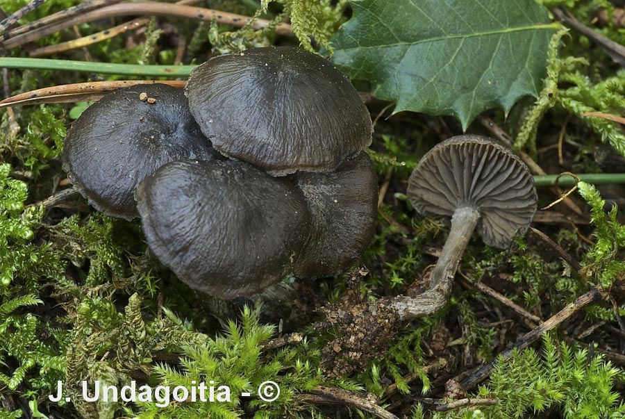 Lyophyllum coracinum