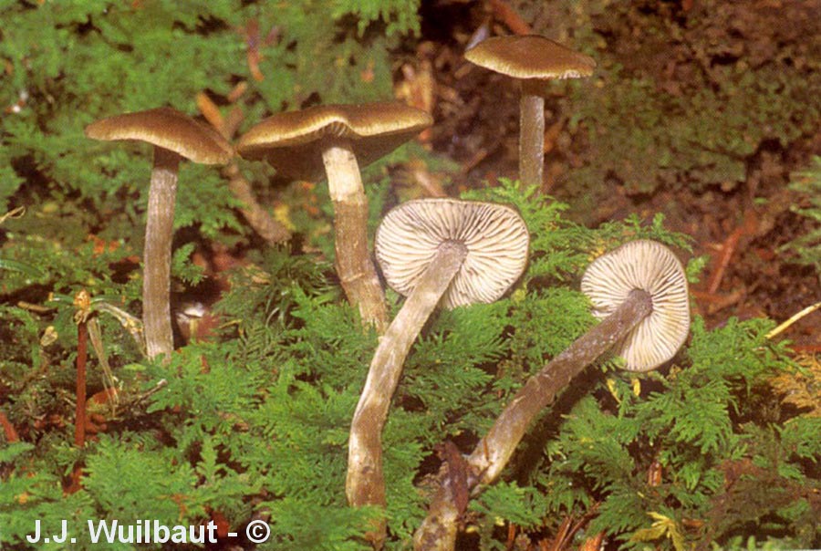 Lyophyllum mycenoides