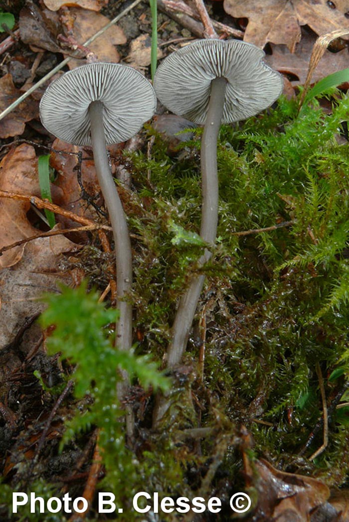 Lyophyllum rancidum