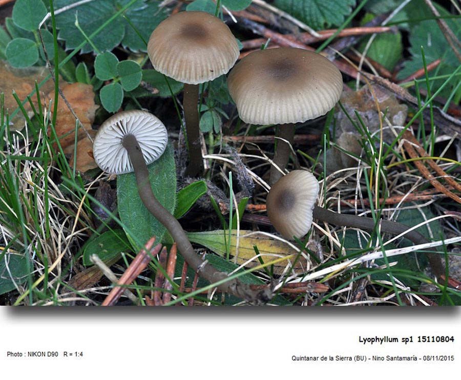 Lyophyllum striaepileum (Tephrocybe striipilea)