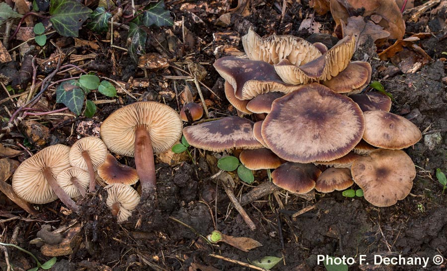 Macrocystidia cucumis