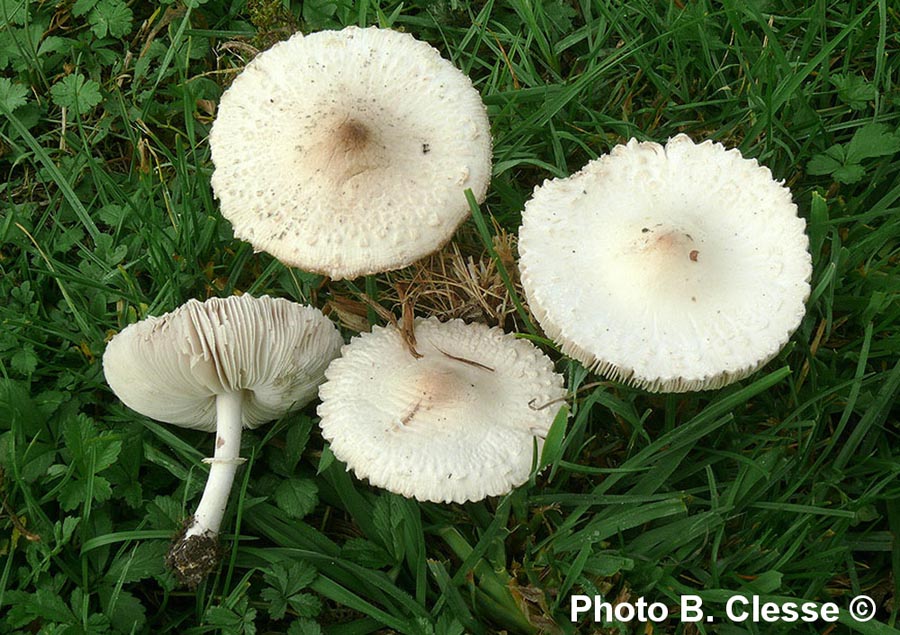 Macrolepiota excoriata