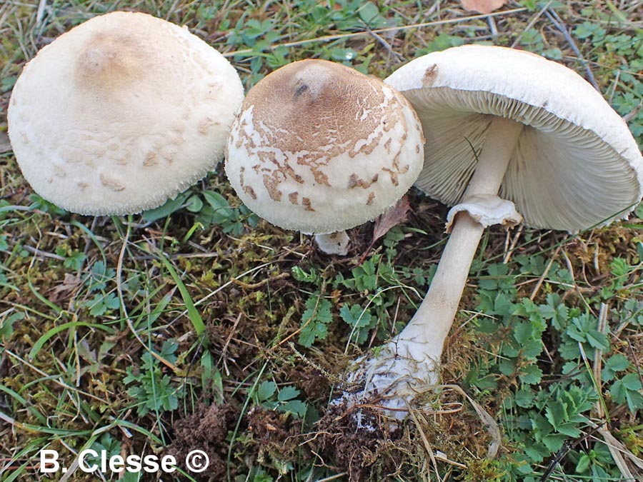 Macrolepiota excoriata