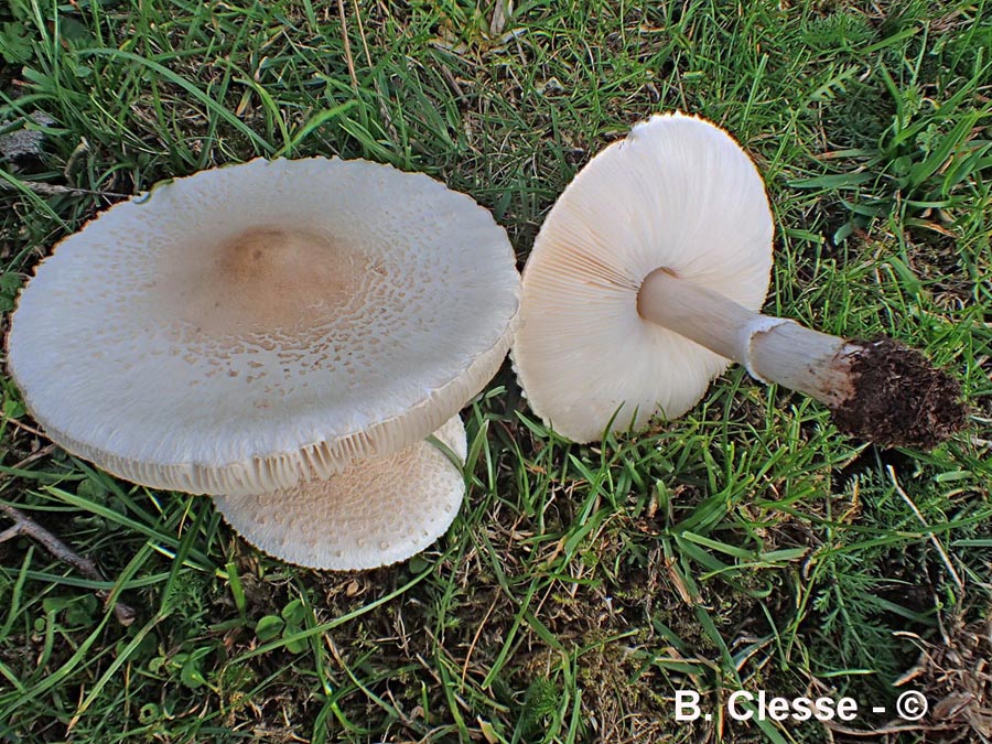 Macrolepiota excoriata